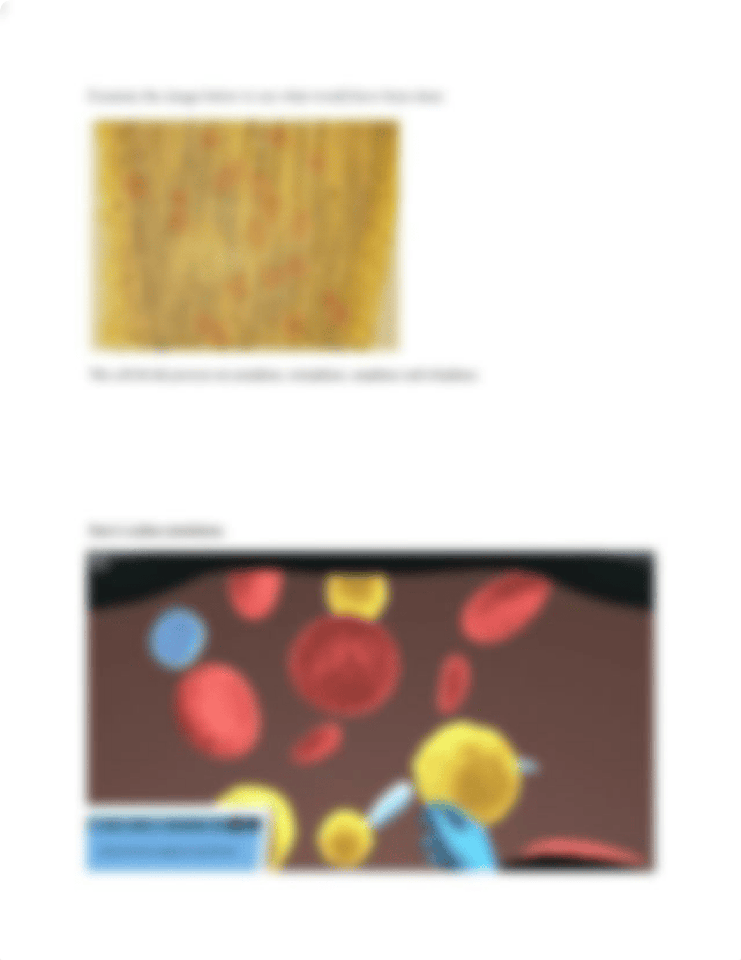 mitosis lab report.docx_dgbkgs6yazu_page4