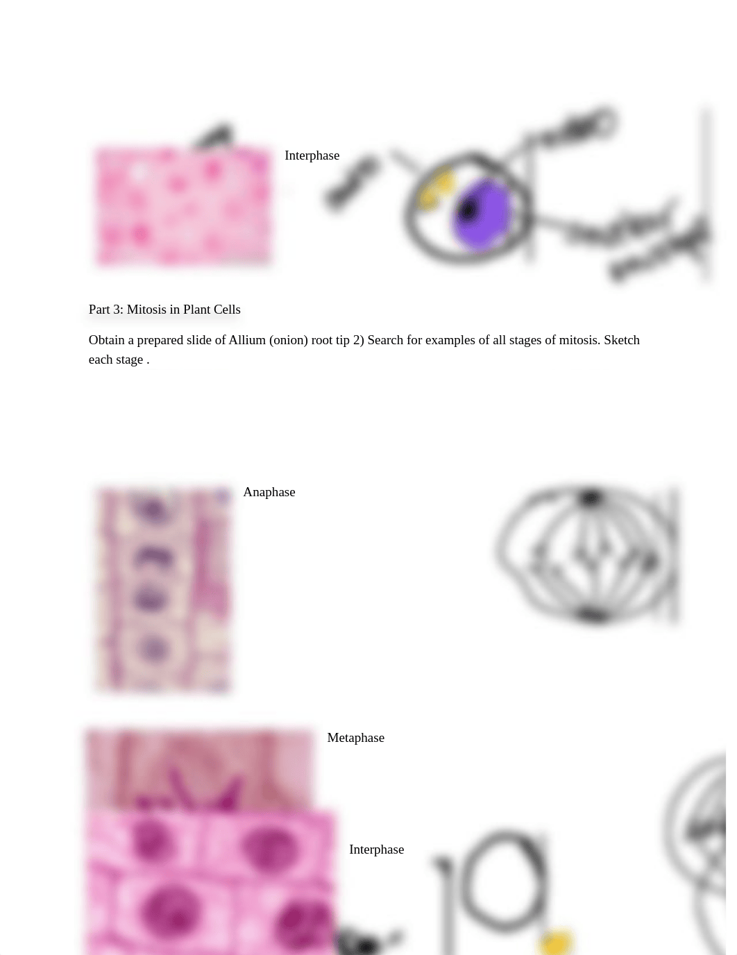 mitosis lab report.docx_dgbkgs6yazu_page2