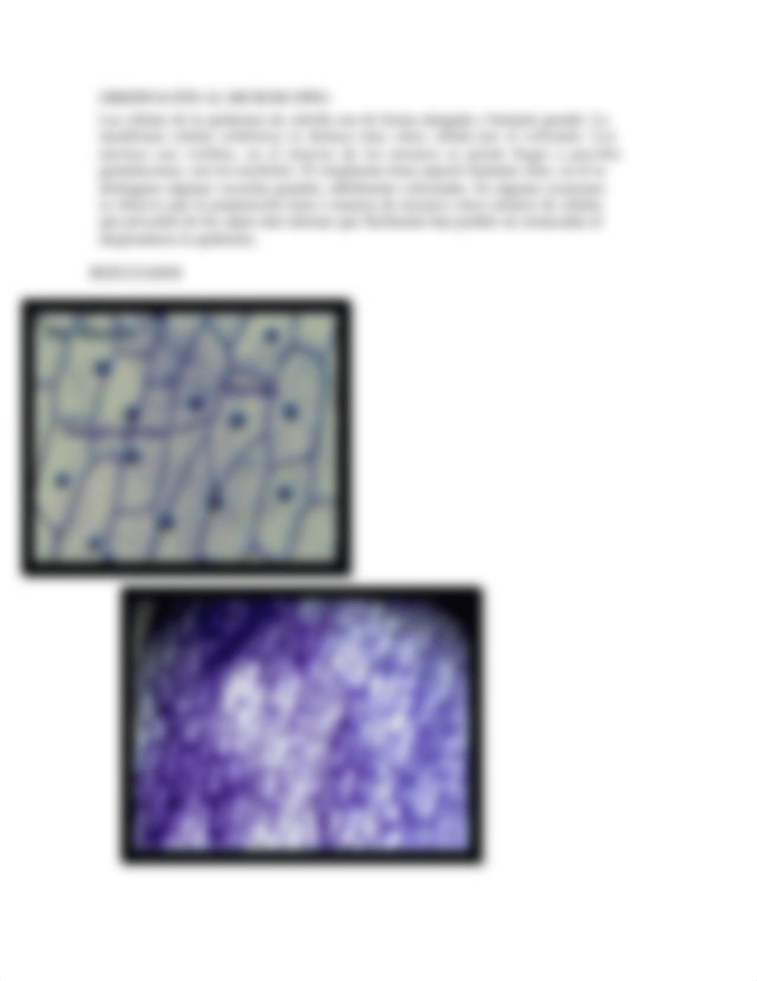 Microscopio (Segunda Parte) (1).docx_dgby3no6d4j_page4