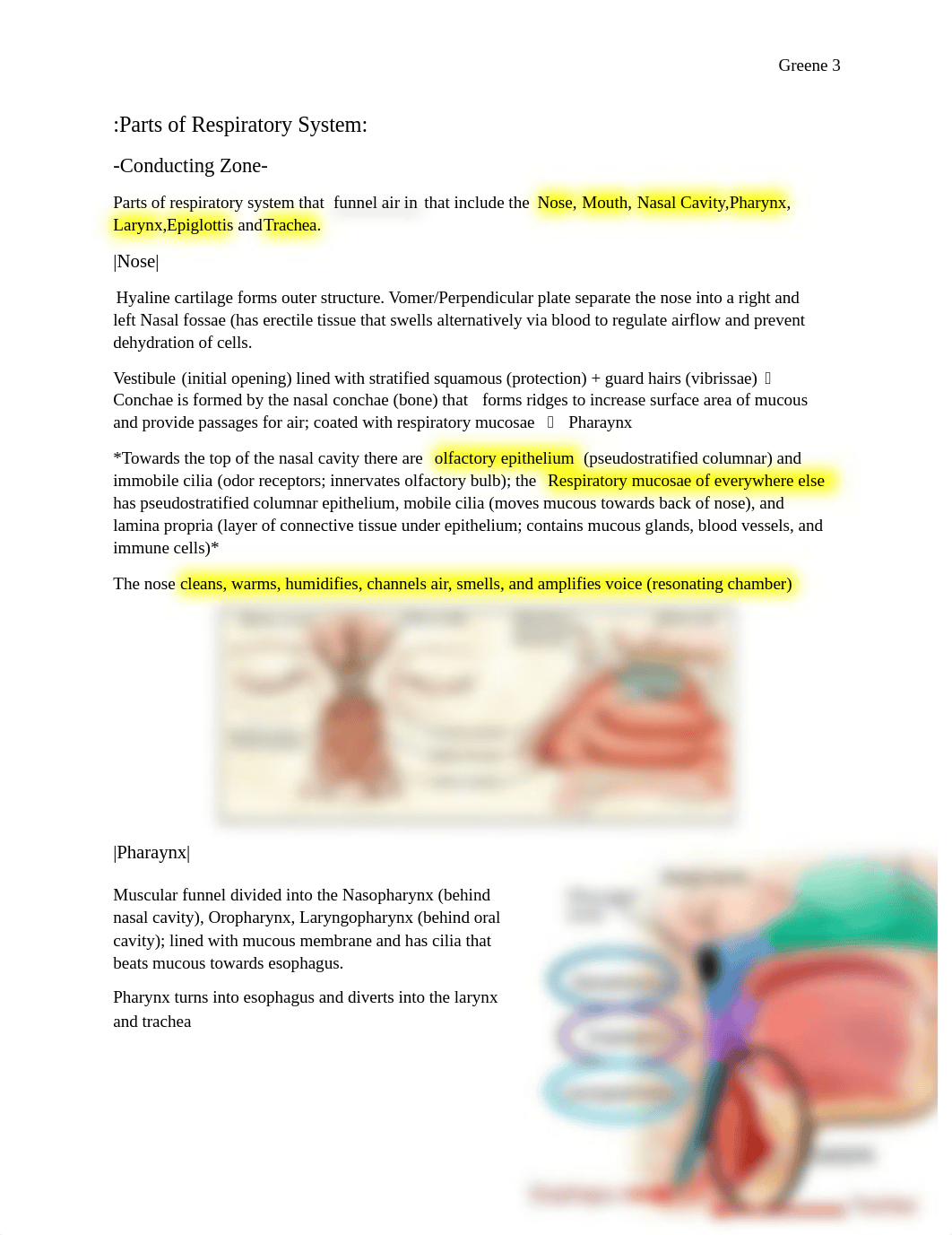 Chapter 22 Respiratory System.docx_dgcrixi9sjb_page3