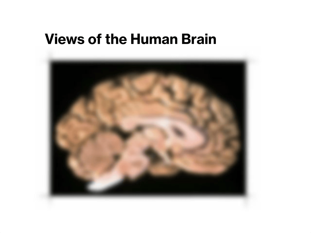 View of the Human Brain_dgct0b9vvrl_page1