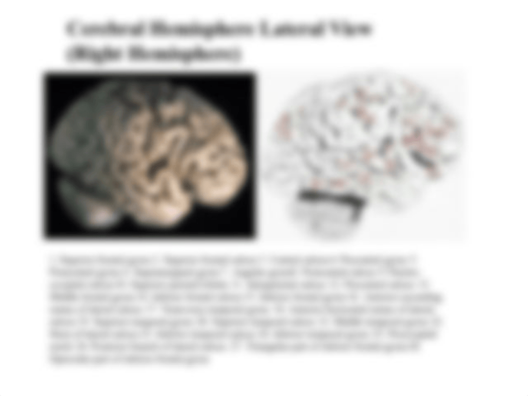 View of the Human Brain_dgct0b9vvrl_page4