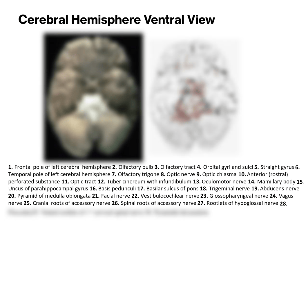 View of the Human Brain_dgct0b9vvrl_page3