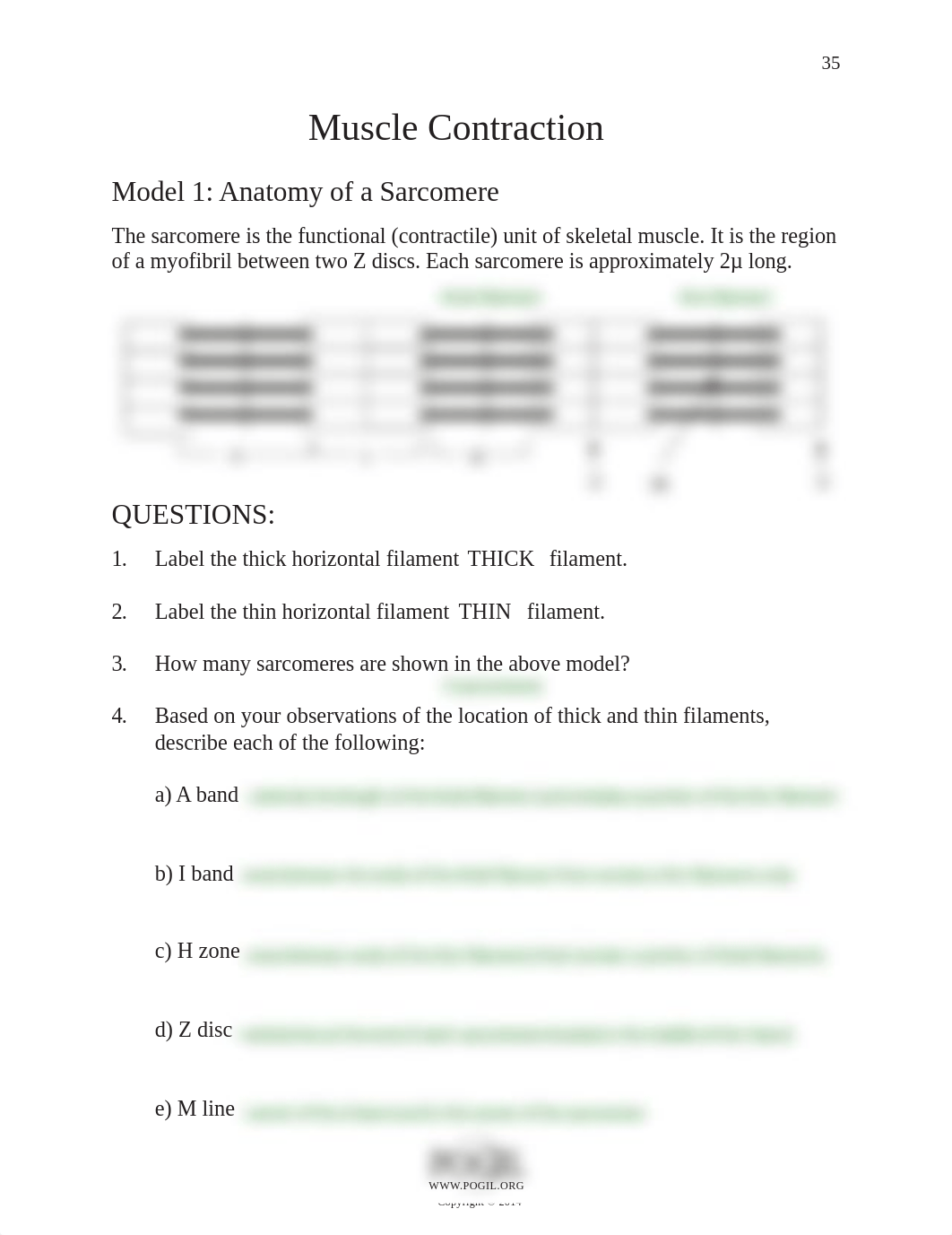 Kami Export - Muscle Contraction POGIL.pdf_dgd9zz15hmy_page1