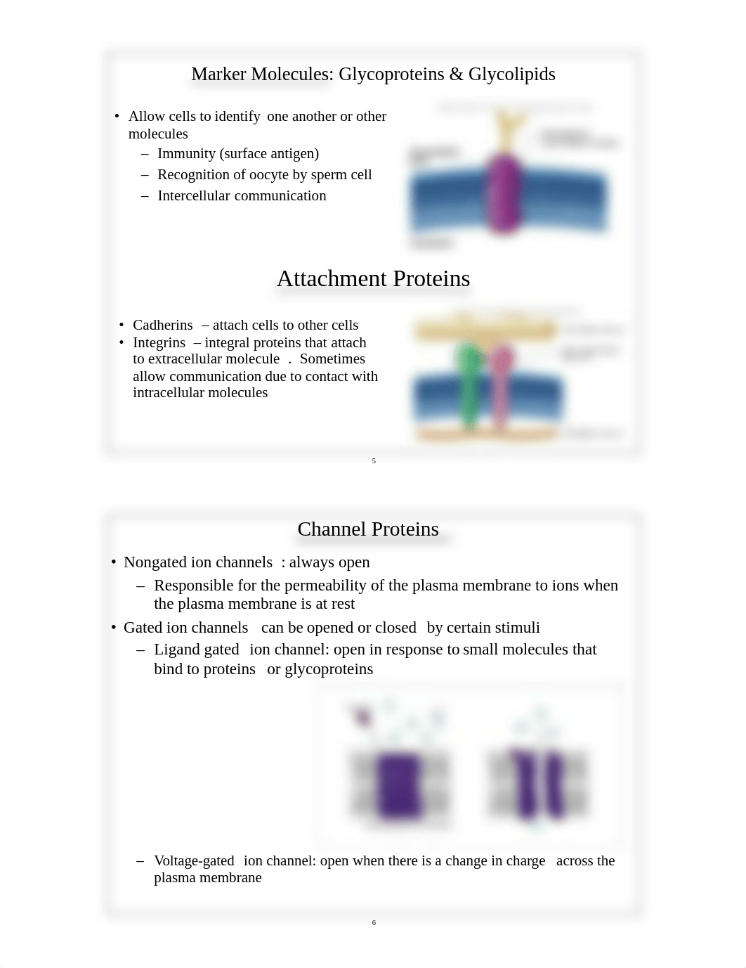 150-03 Cell Biology_dge8upi7yoq_page3