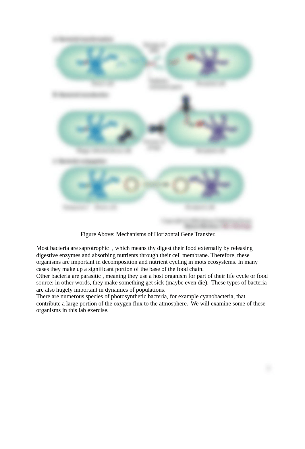 LAB 3A BIO 102.docx_dgfv4383j3v_page2