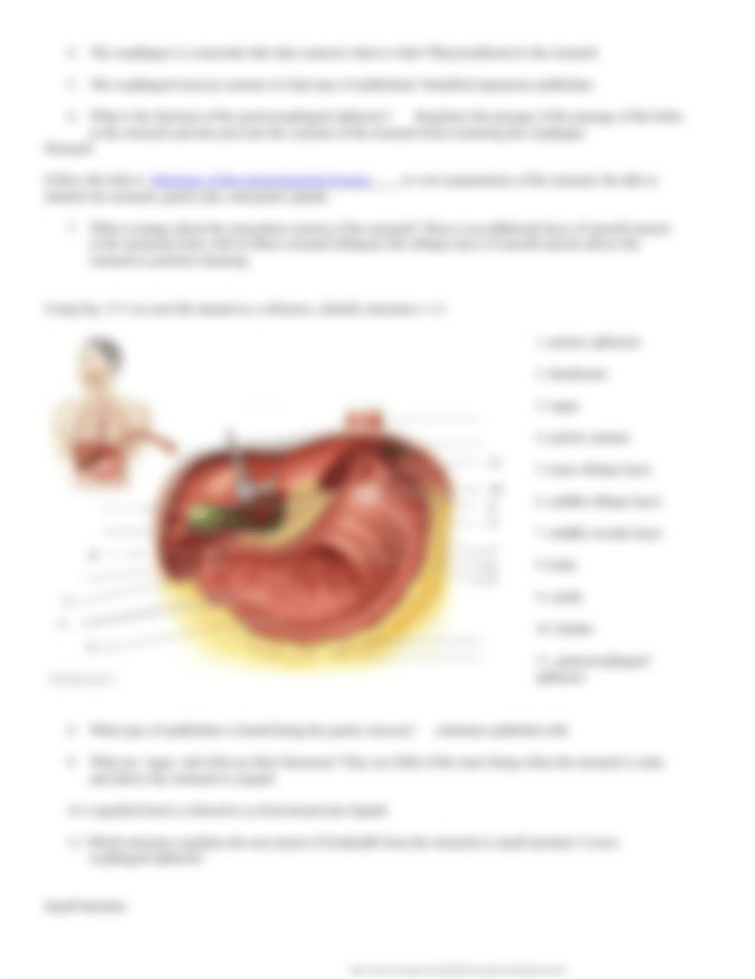 Bio 110 Online Anatomy of the Digestive System (1).docx_dggfbcu7e4w_page2