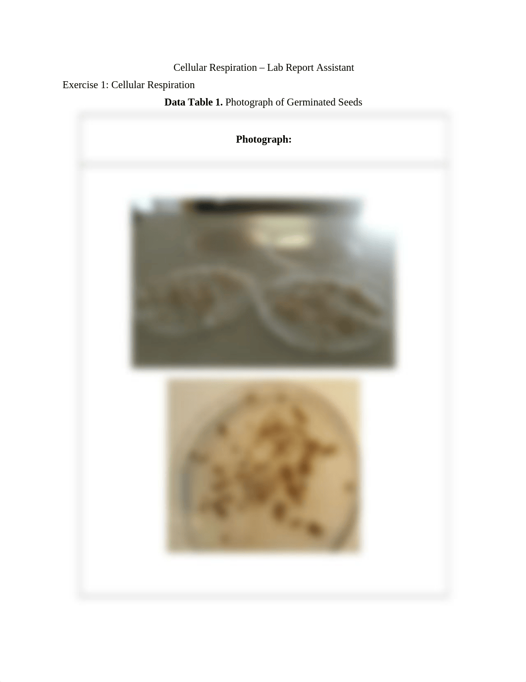 cellular respiration report_dggi40mqbnb_page1