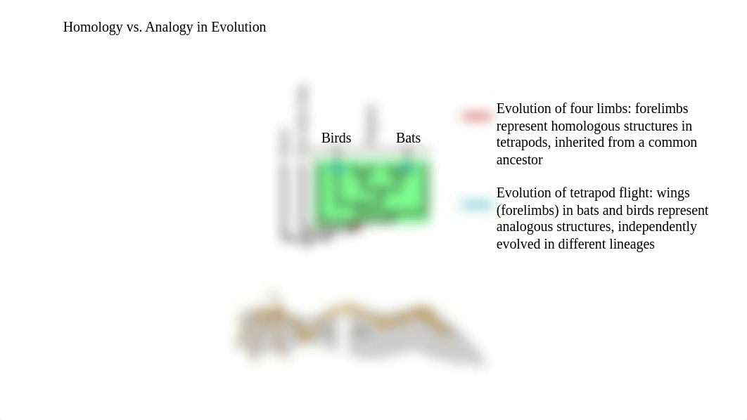 evolution_activity1.pptx_dgh1mkswkv6_page1