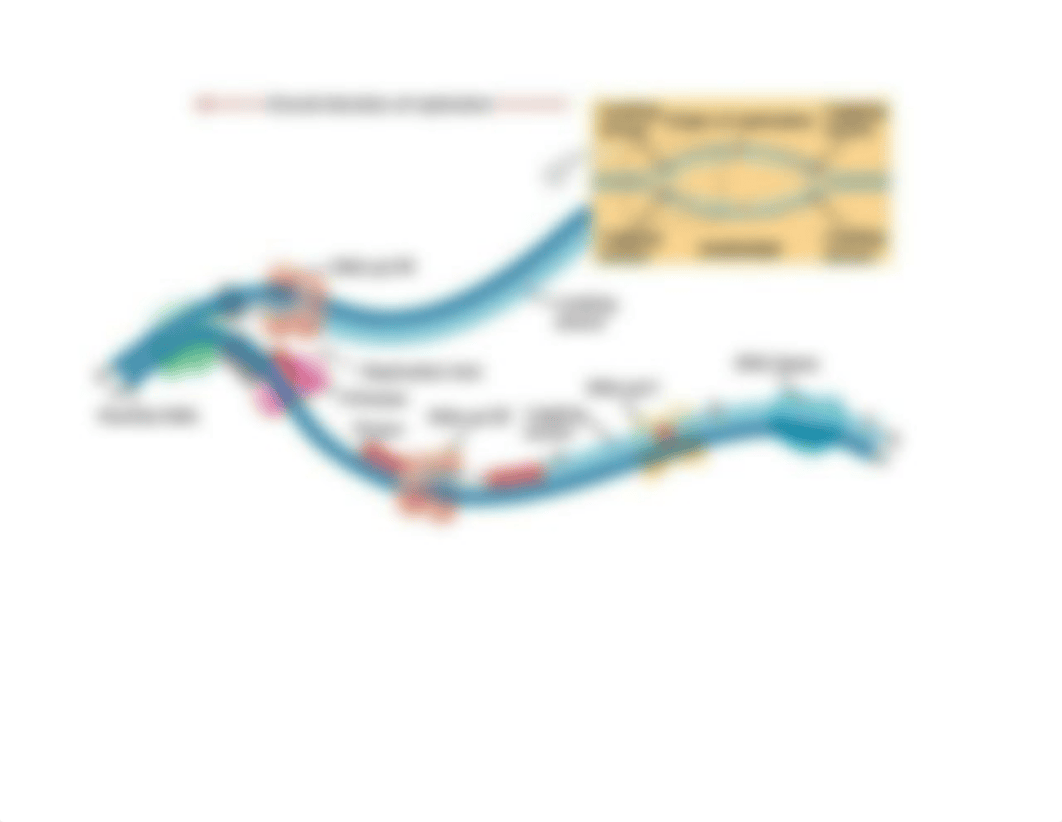 DNA diagram_dglghyia8l3_page1