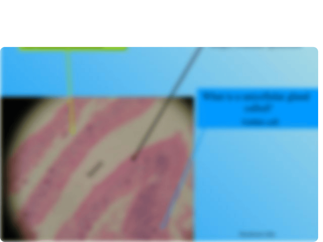 histology lab midterm slides copy.ppt_dgllwv7ipke_page5