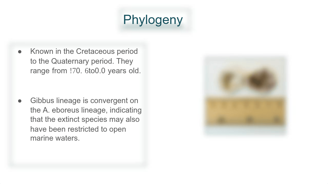 Pecten Gibbus.pdf_dglsykwye57_page4