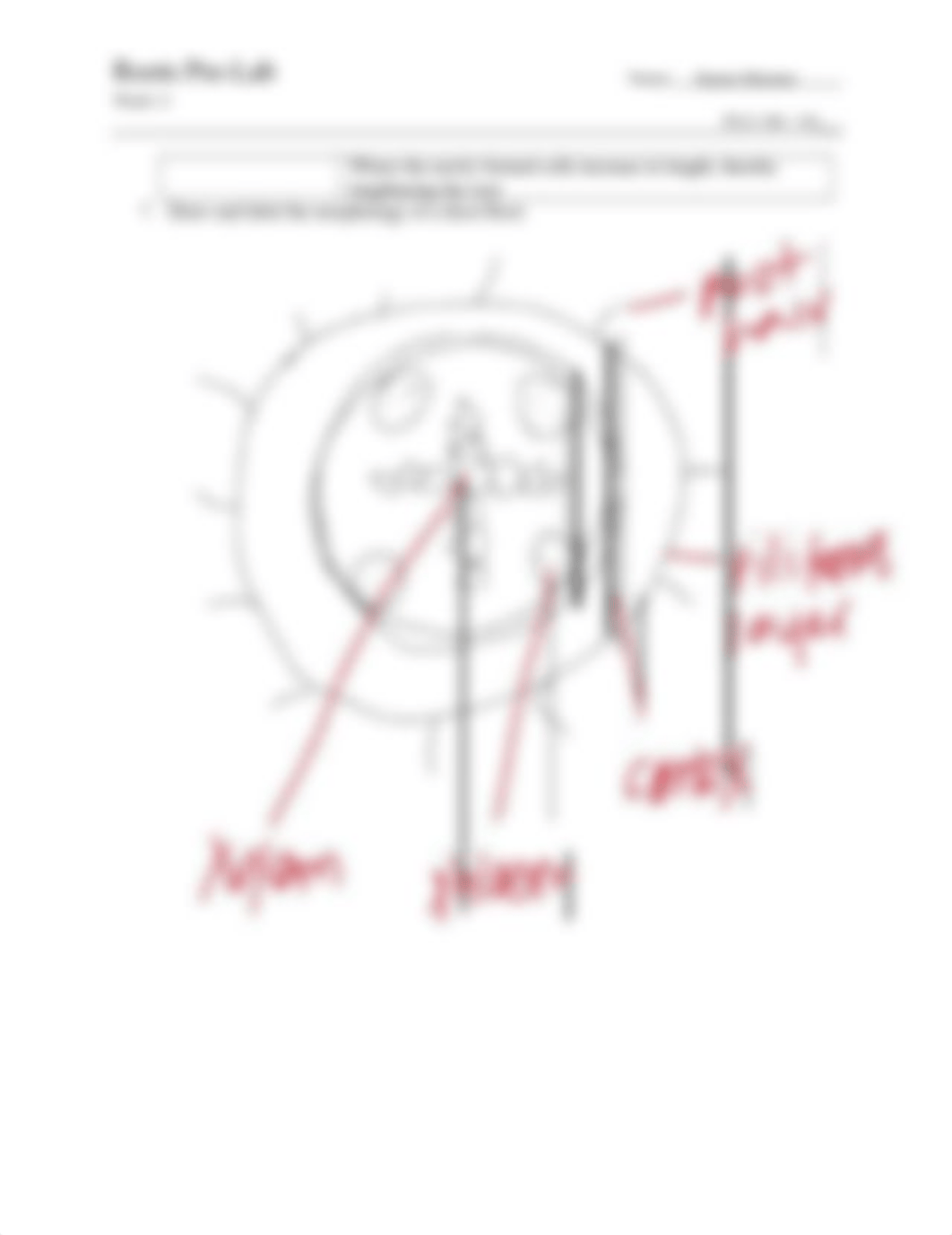 Roots Pre Lab.docx_dglujpuy8wf_page2