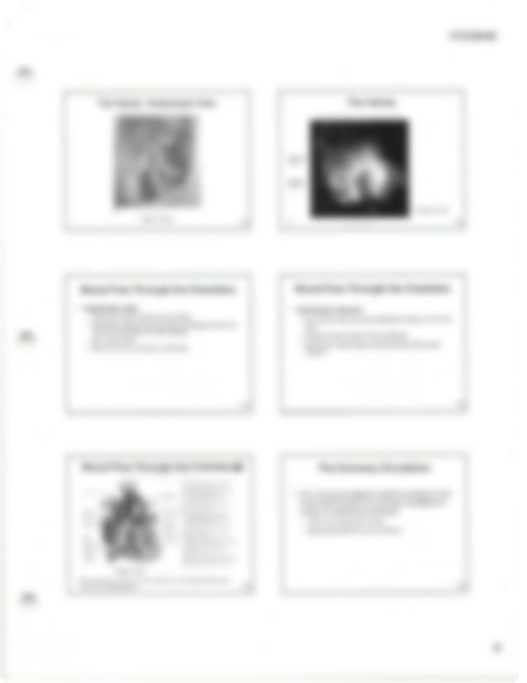 Chapter 19 The Circulatory System-Heart.pdf_dgmfam8uinf_page5