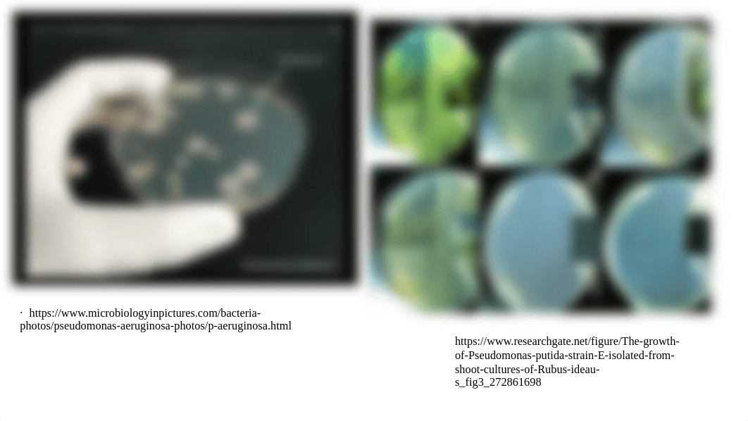 Escape Pathogens and Safe Relatives Presentation.pptx_dgmxmkgx9ou_page4