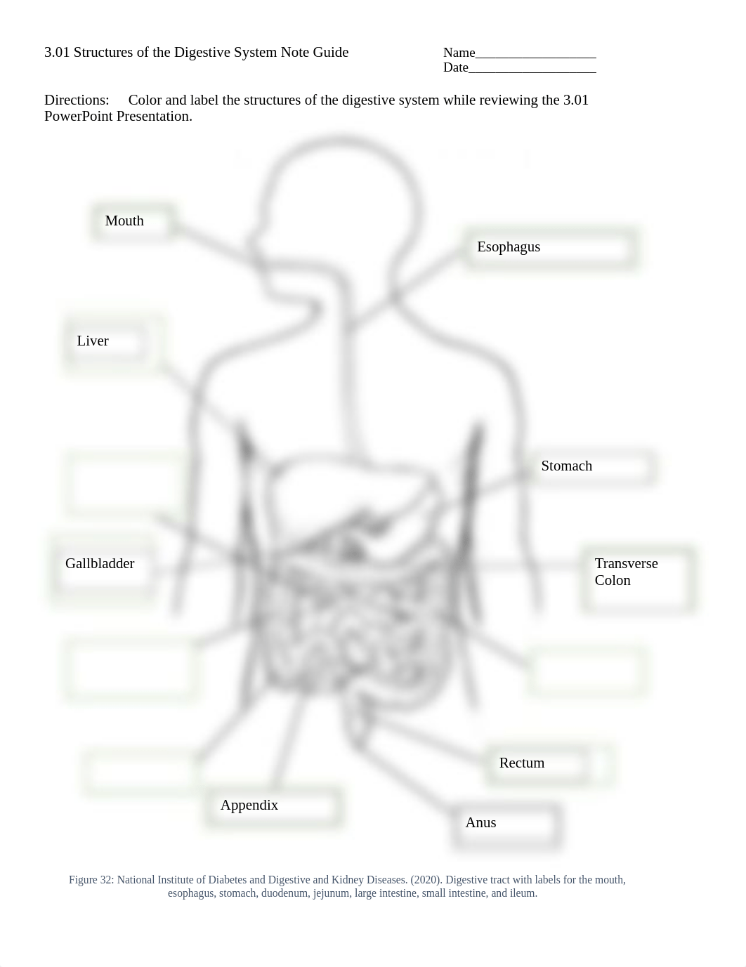 Copy of 3.01 Digestive Labeling and Notes.docx_dgnz3tv6coh_page1