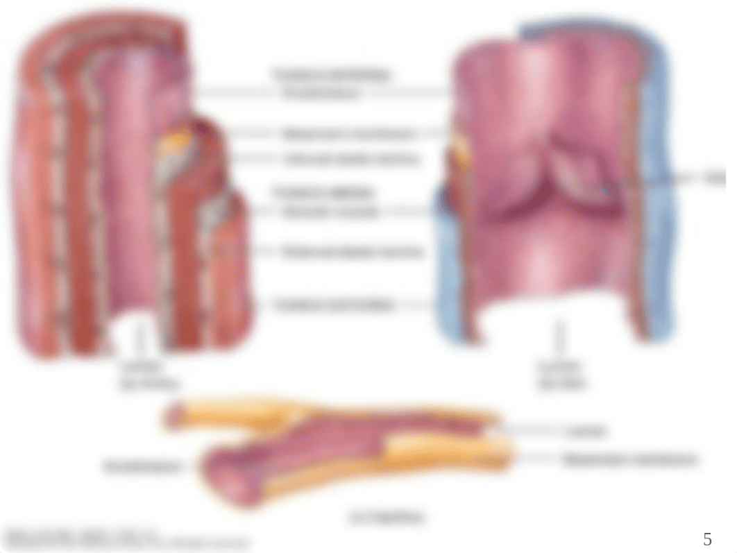 The Ch. 15 Cardiovascular System - Blood vessels_dgovbvw9hpn_page5