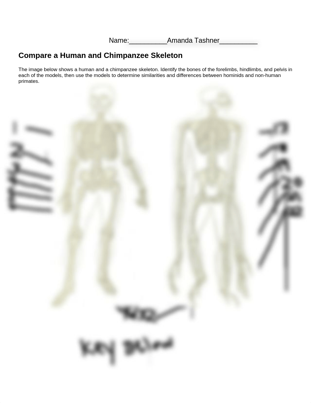 human and chimpanzee lab worksheet.docx_dgp81rkjqy9_page1