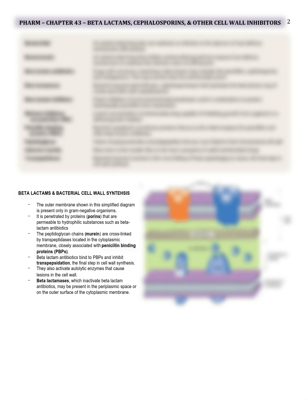 Pharm - 43 - Beta Lactams - BL_dgpuzzyt9xv_page2