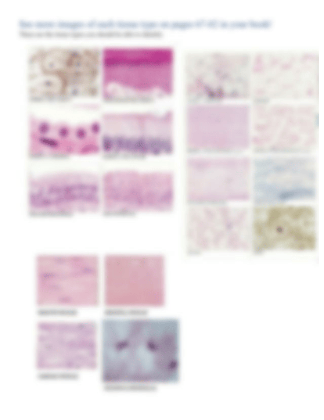 Cell Anatomy and Division.docx_dgqu7b998ot_page3