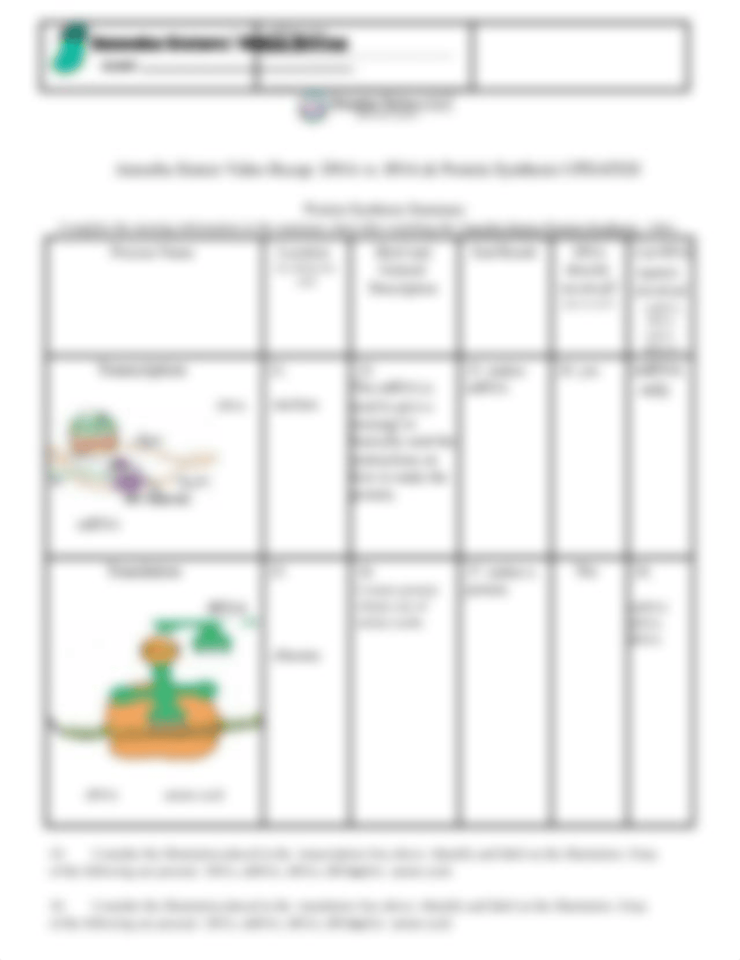 dna_vs_rna_and_protein_synthesis_updated_recap_by_amoeba_sisters.docx_dgrfclht1ib_page2