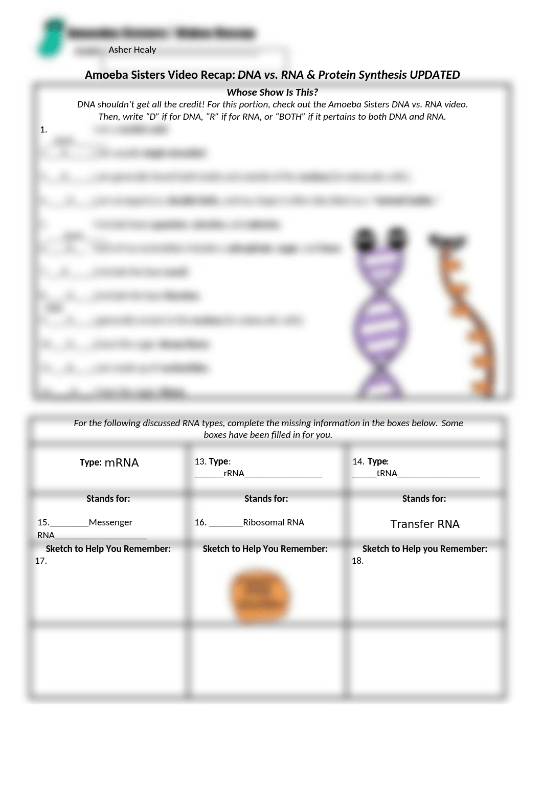 dna_vs_rna_and_protein_synthesis_updated_recap_by_amoeba_sisters.docx_dgrfclht1ib_page1