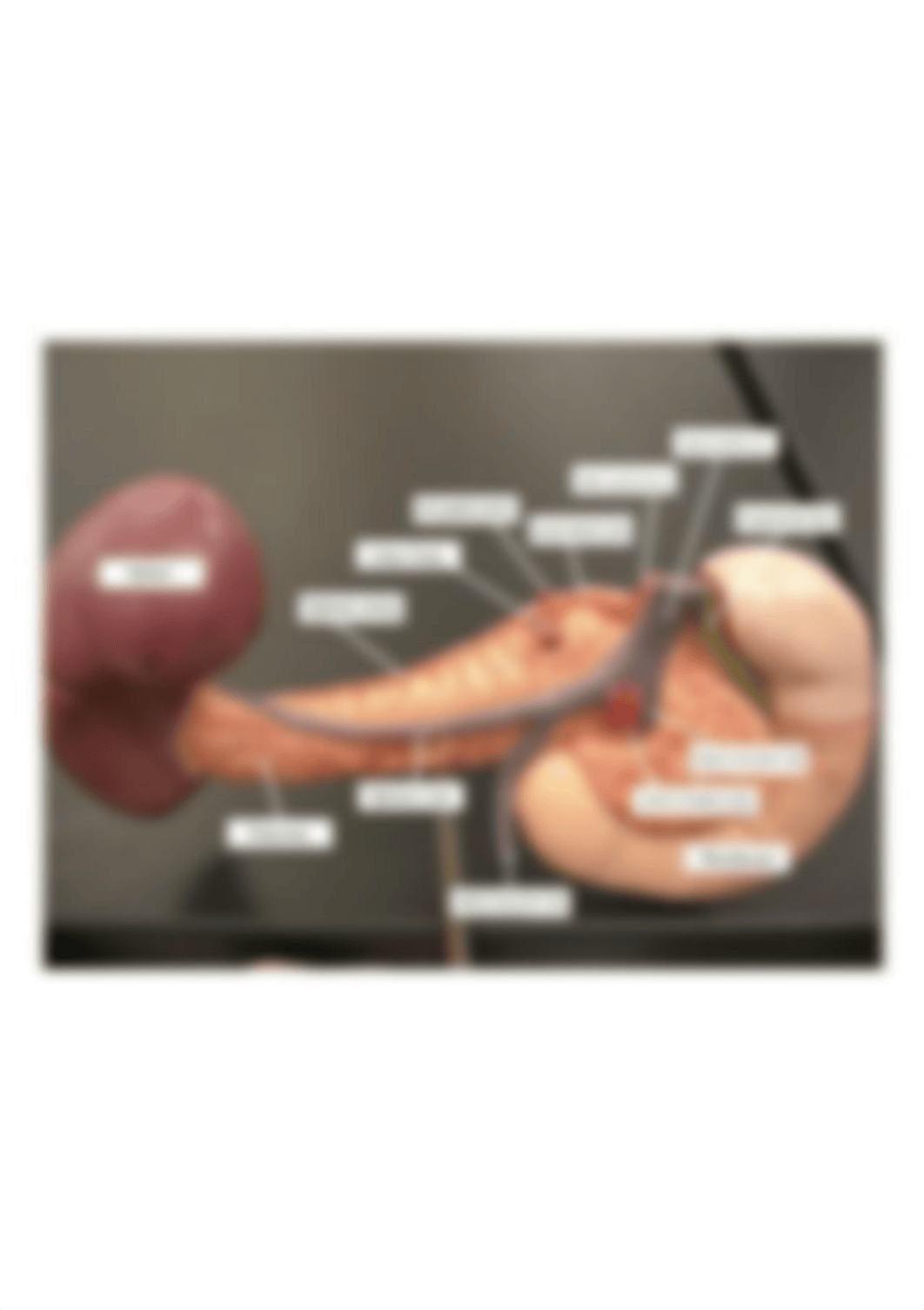 celiac trunk split into 3 arteries2.gif_dgs16pmtjvt_page1