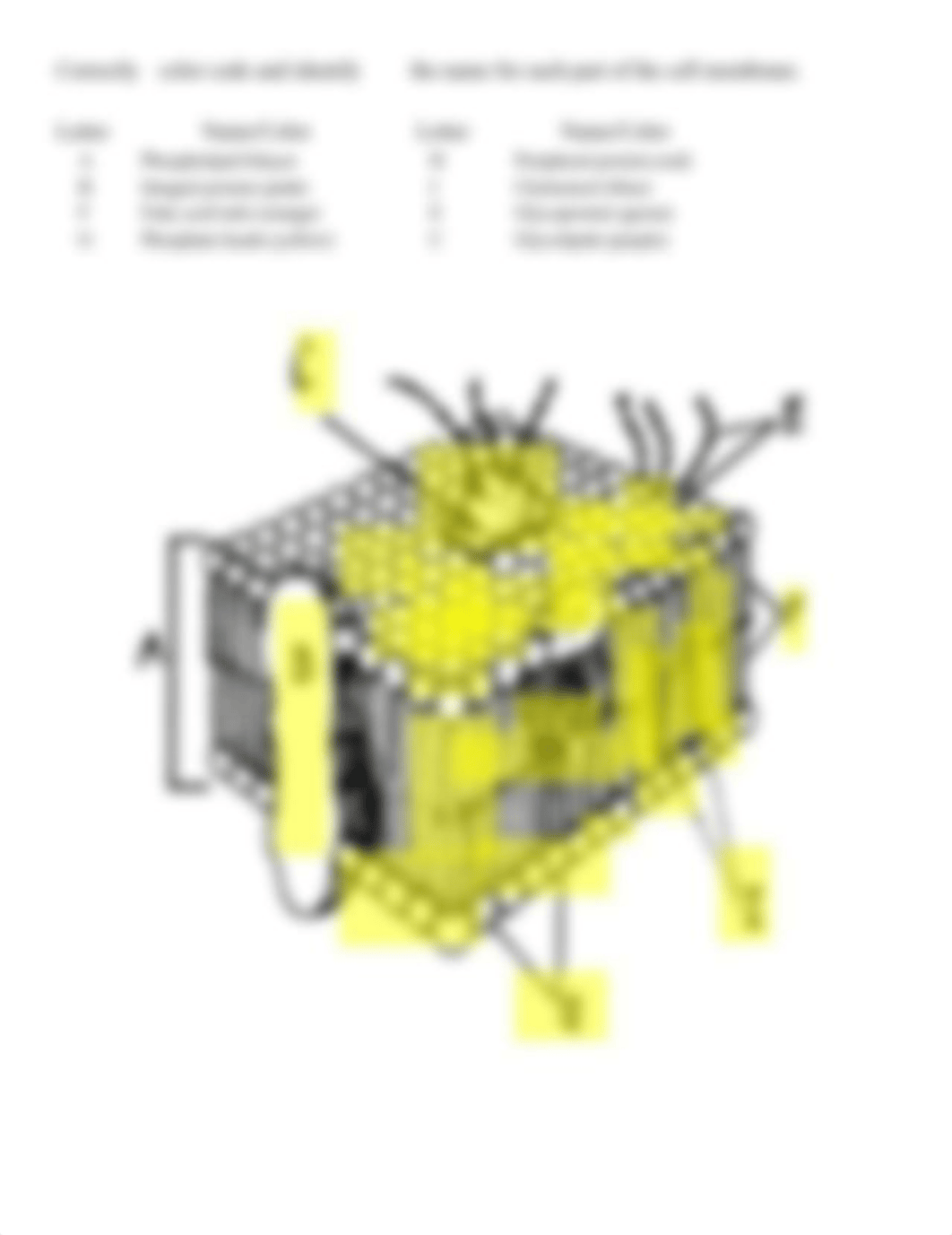 Cell Transport Review Worksheet PDF.pdf_dgtanhw8y9t_page2