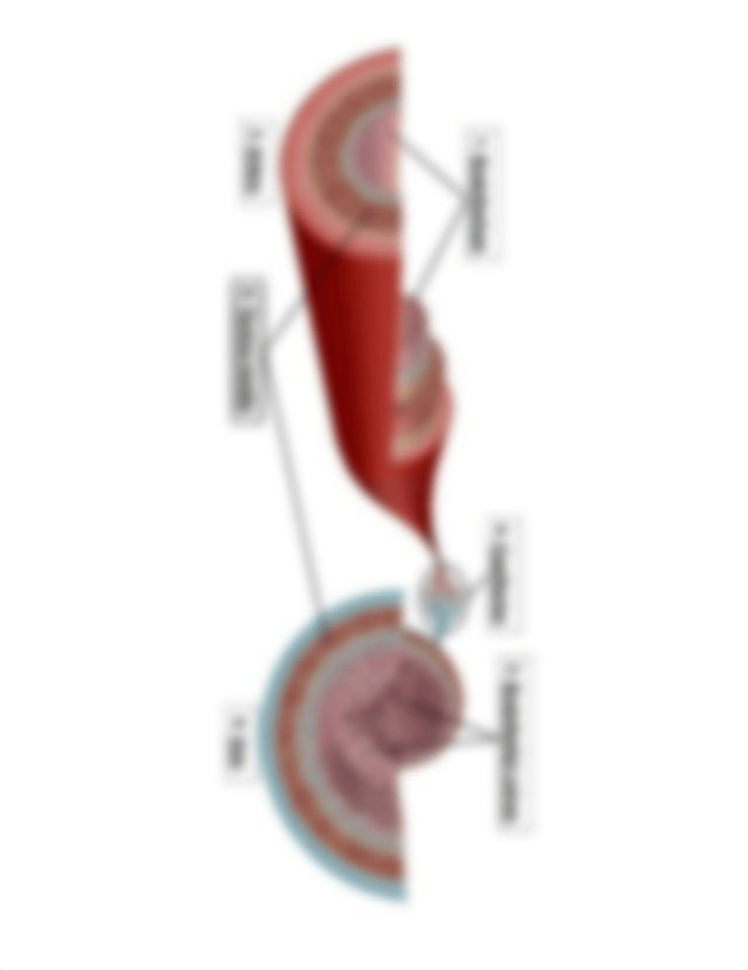 Blood Vessel Anatomy Answers.docx_dgted9jl5p2_page2