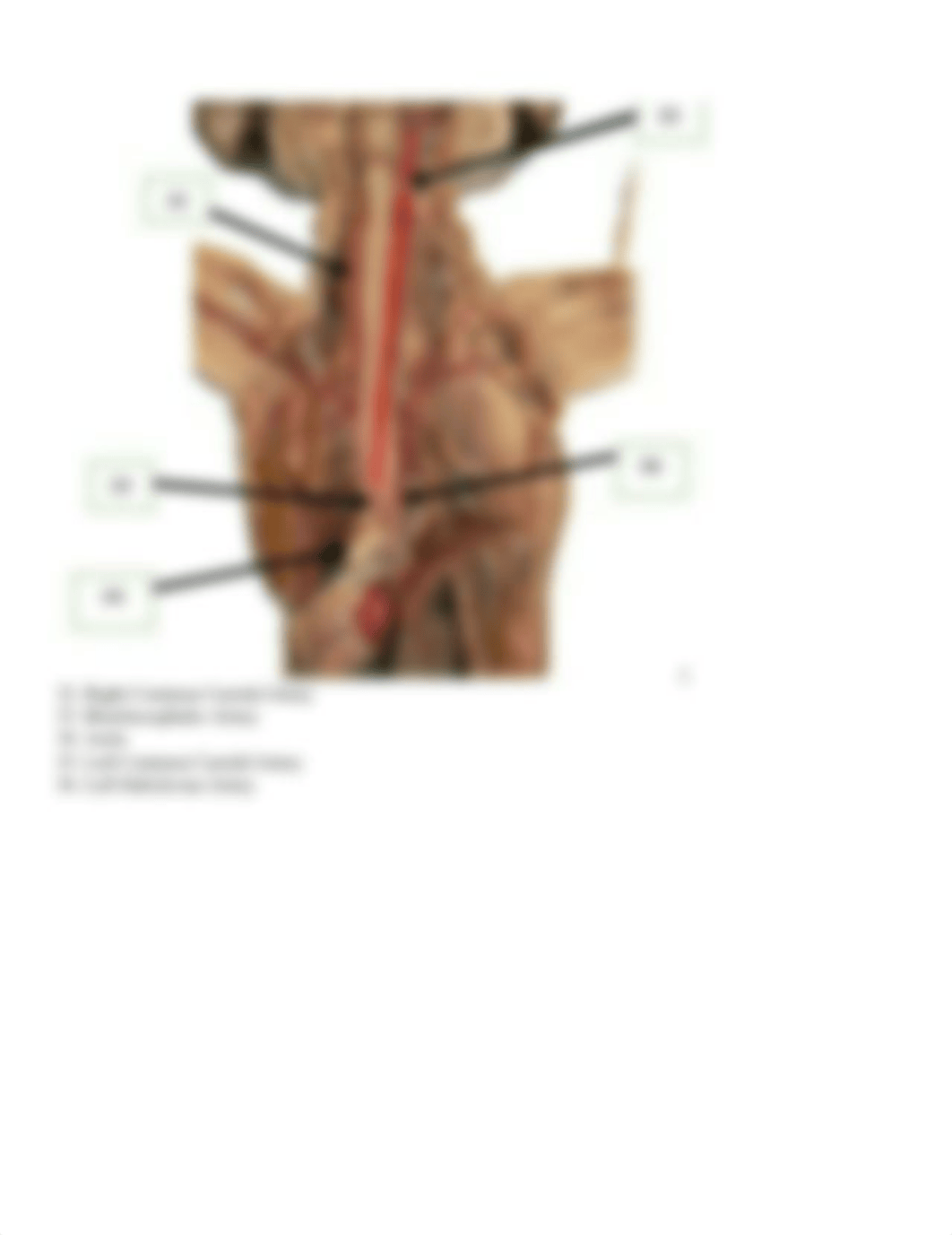 Blood Vessels Student Answer Sheet online version.docx_dgtedg11w4f_page5