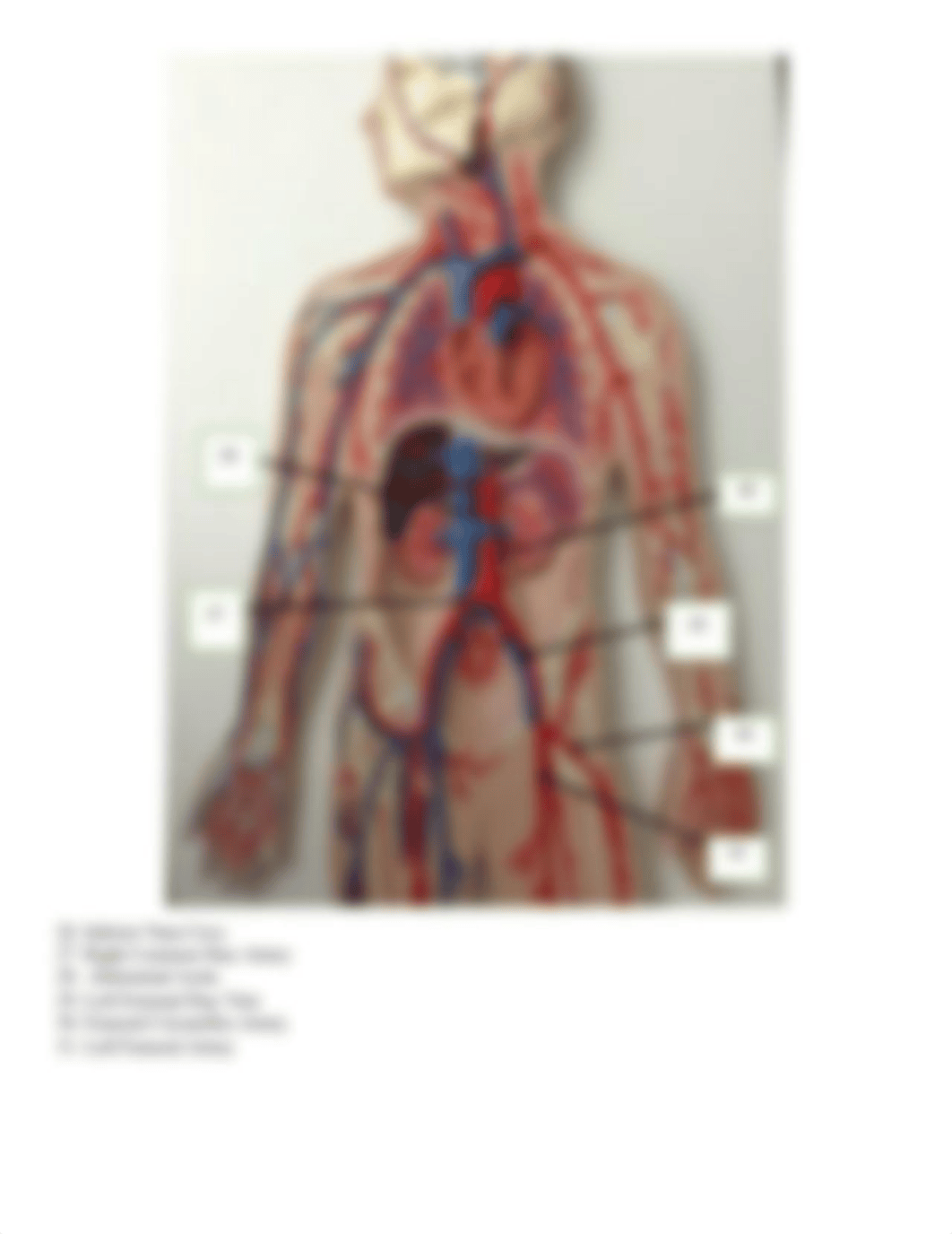 Blood Vessels Student Answer Sheet online version.docx_dgtedg11w4f_page4