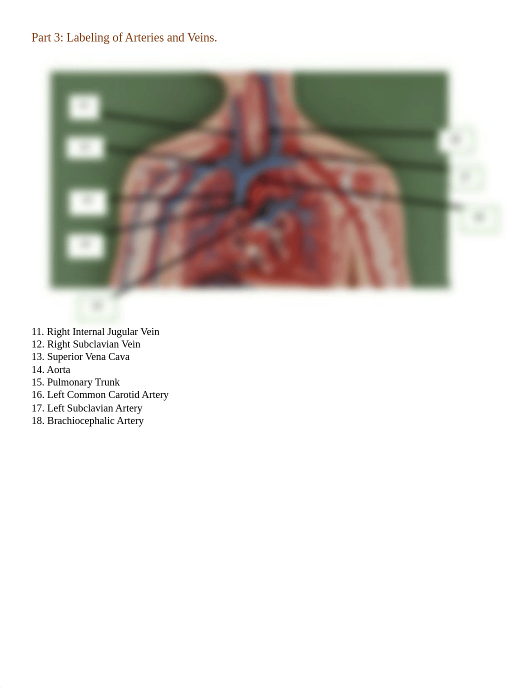 Blood Vessels Student Answer Sheet online version.docx_dgtedg11w4f_page2