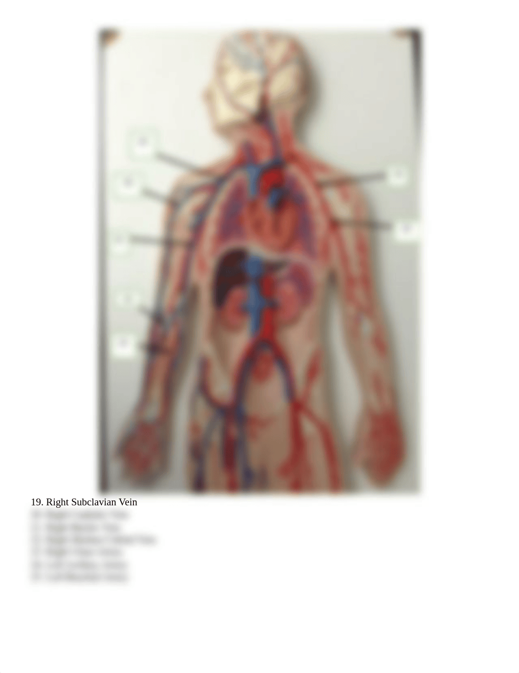 Blood Vessels Student Answer Sheet online version.docx_dgtedg11w4f_page3