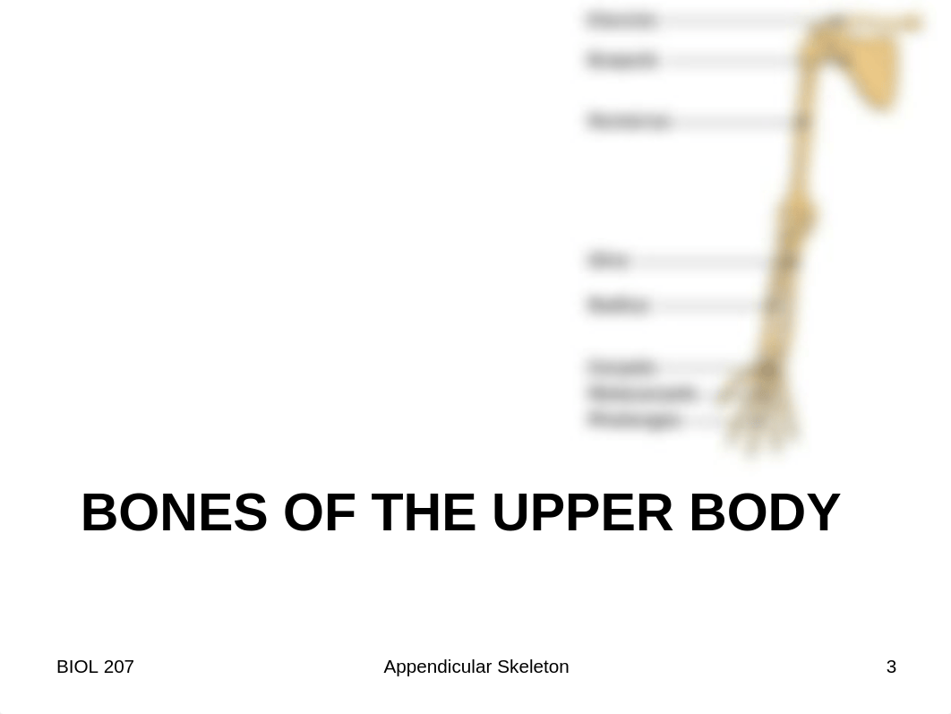 Lab 3 and 4 - Appendicular Skeleton_dgtxquuxqtc_page3