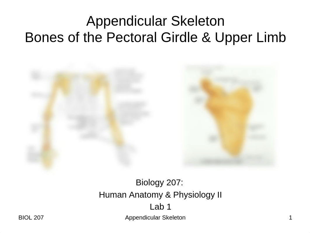 Lab 3 and 4 - Appendicular Skeleton_dgtxquuxqtc_page1