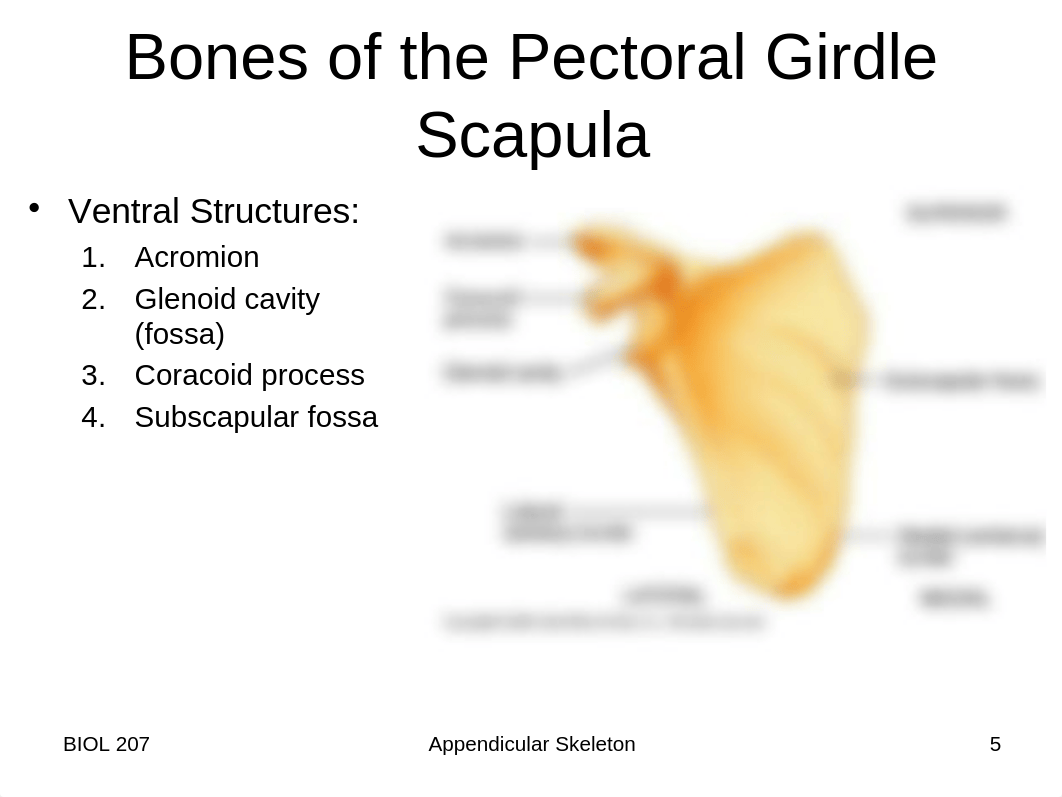 Lab 3 and 4 - Appendicular Skeleton_dgtxquuxqtc_page5