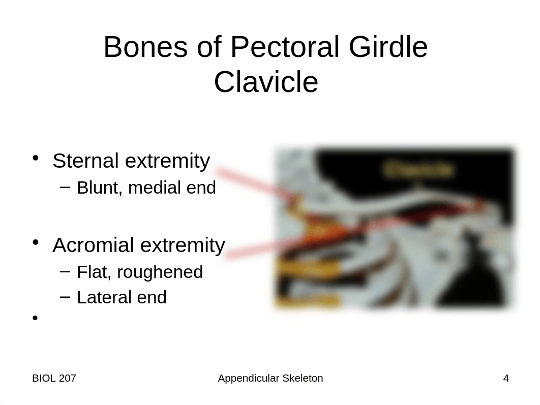 Lab 3 and 4 - Appendicular Skeleton_dgtxquuxqtc_page4