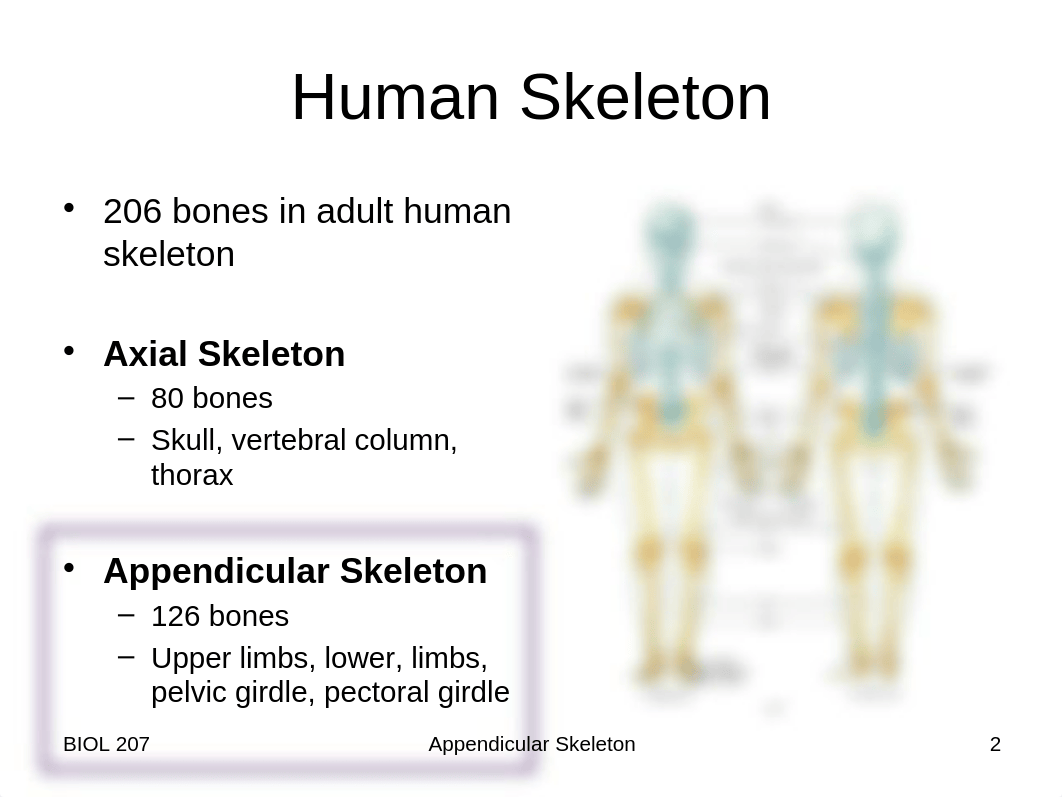 Lab 3 and 4 - Appendicular Skeleton_dgtxquuxqtc_page2