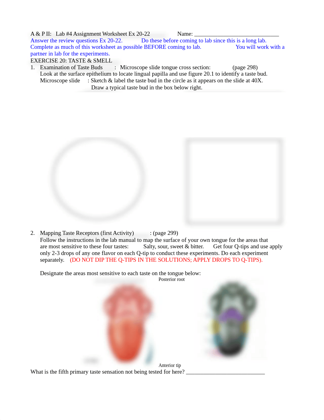 A_P II lab4 worksheet Senses 8ed.doc_dgu29aseodu_page1