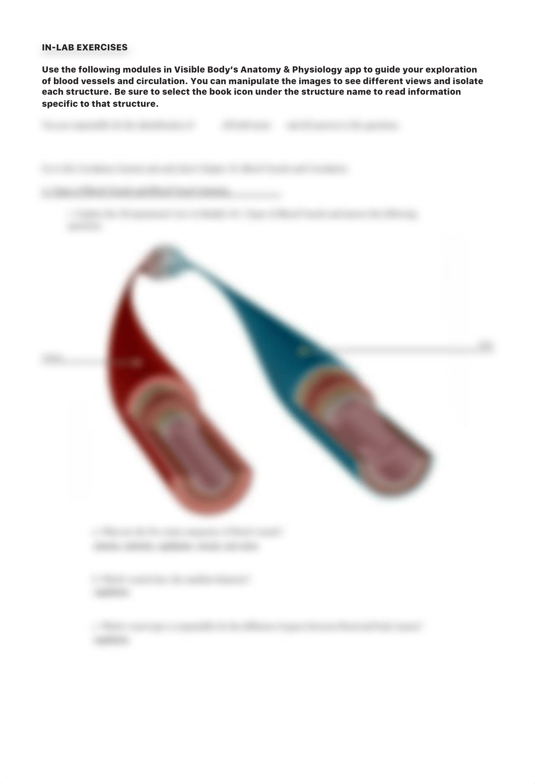 lab manual_blood vessels_a+p_part1.pdf_dgu5z6shlke_page5