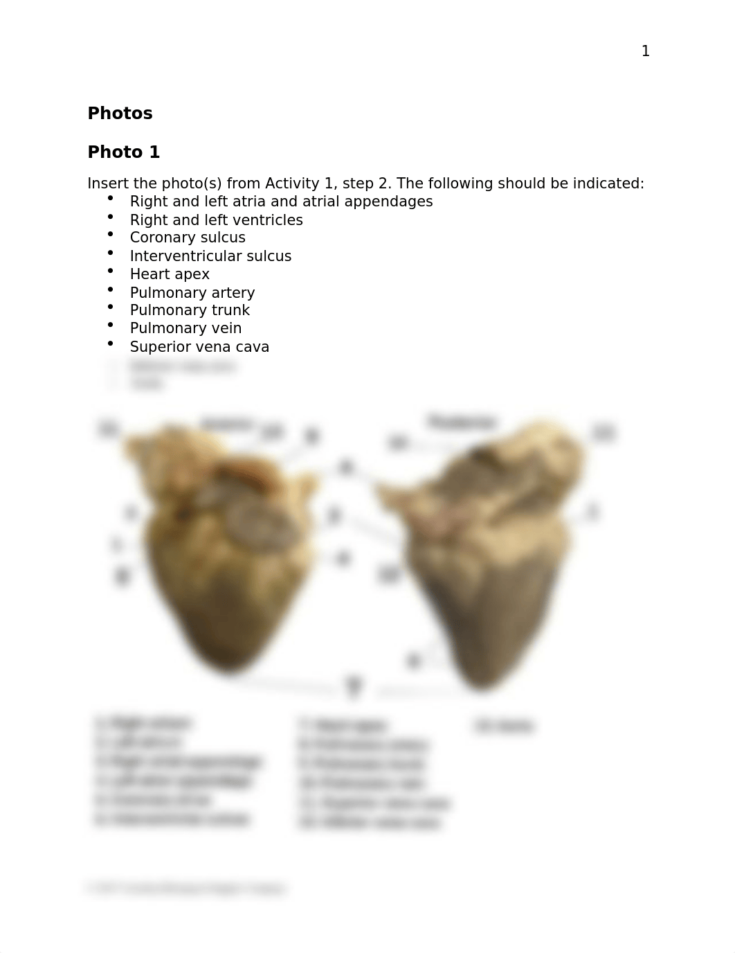 BIO 211 Mammalian Heart Dissection Lab Data Sheet FA2022.docx_dguqm3k1m3z_page2