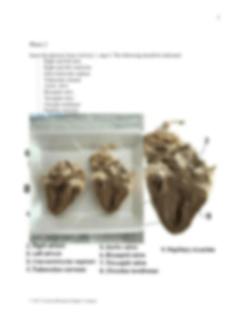 BIO 211 Mammalian Heart Dissection Lab Data Sheet FA2022.docx_dguqm3k1m3z_page3