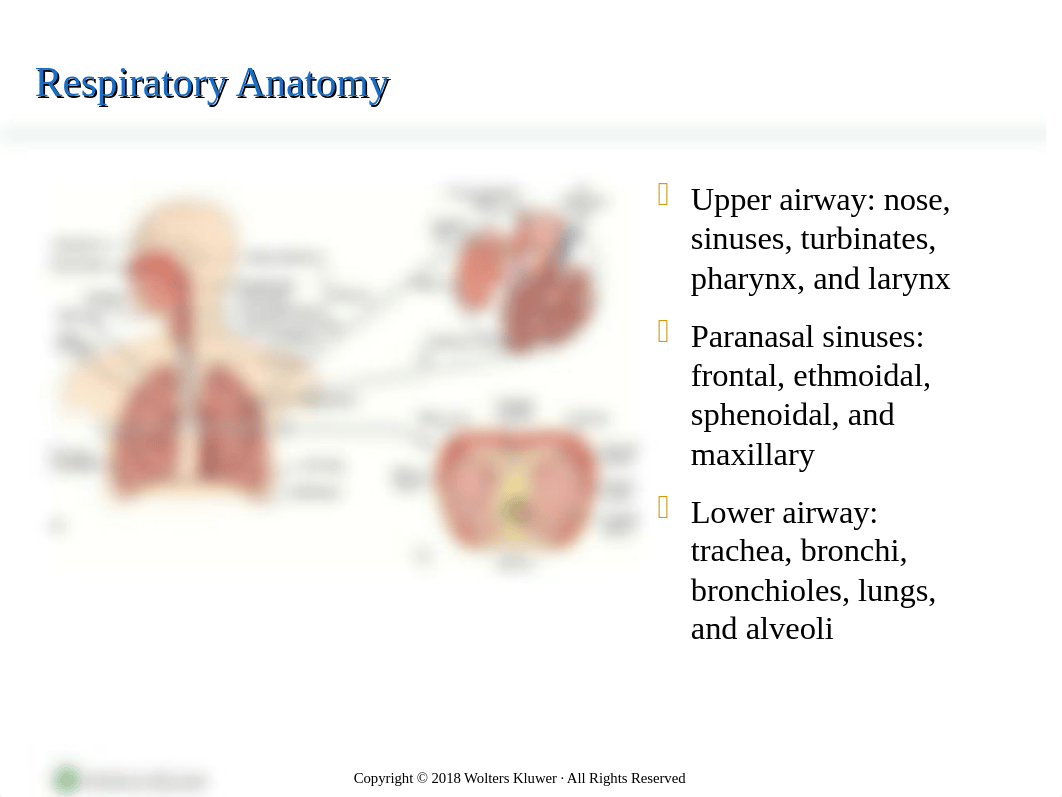 Respiratory Textbook PowerPoint A-P Upper and Lower.pptx_dgurp2uedz7_page2