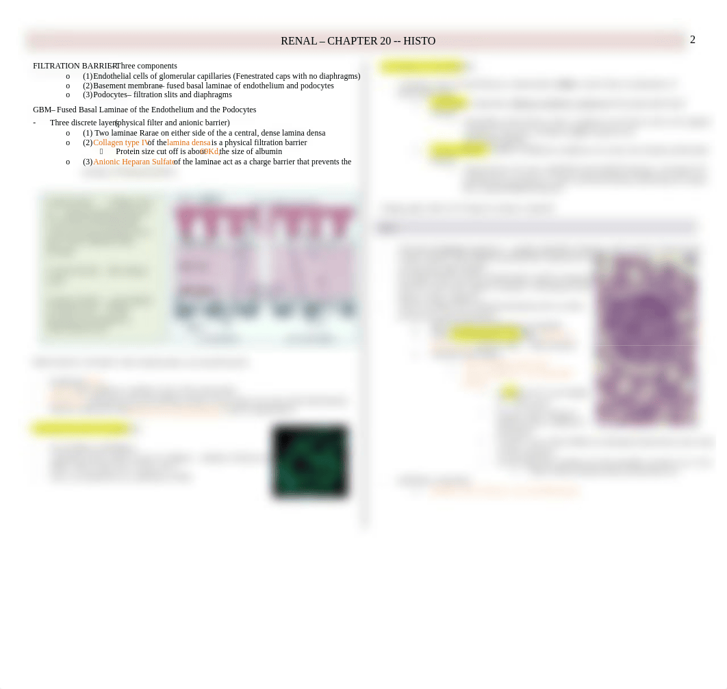 Histo - Urinary + Renal - BL_dgv3a0xfo72_page2