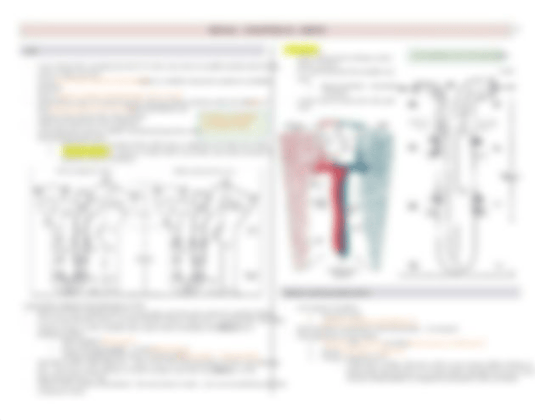 Histo - Urinary + Renal - BL_dgv3a0xfo72_page3