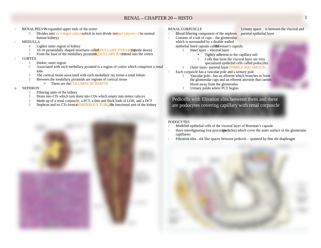 Histo - Urinary + Renal - BL_dgv3a0xfo72_page1