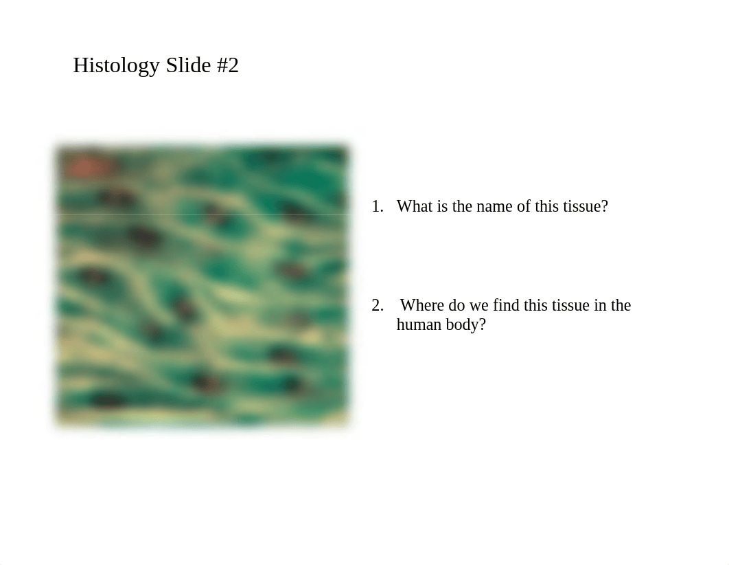 BIOL 2401 - Exam 1 Histology Practice - HGolden.pdf_dgwhjygyodw_page3