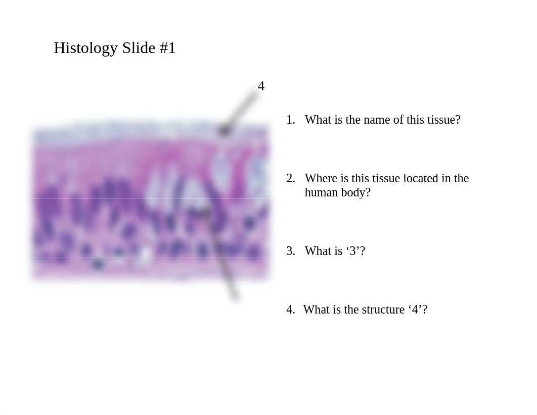 BIOL 2401 - Exam 1 Histology Practice - HGolden.pdf_dgwhjygyodw_page2