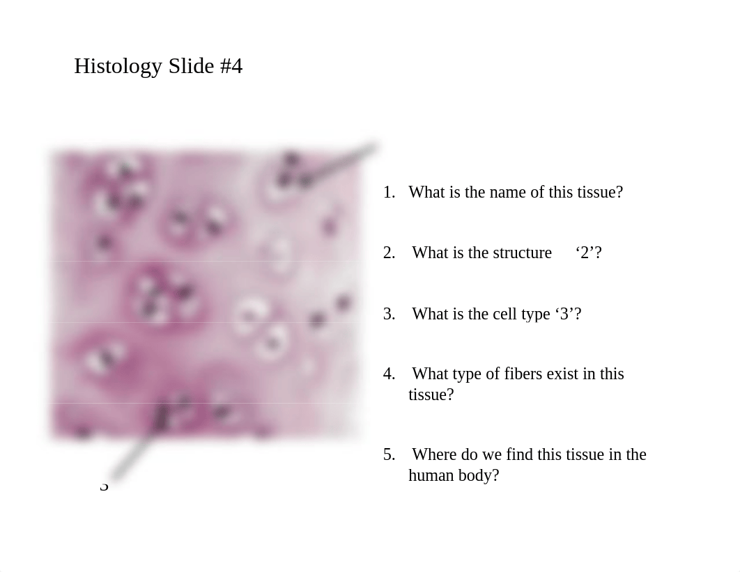 BIOL 2401 - Exam 1 Histology Practice - HGolden.pdf_dgwhjygyodw_page5