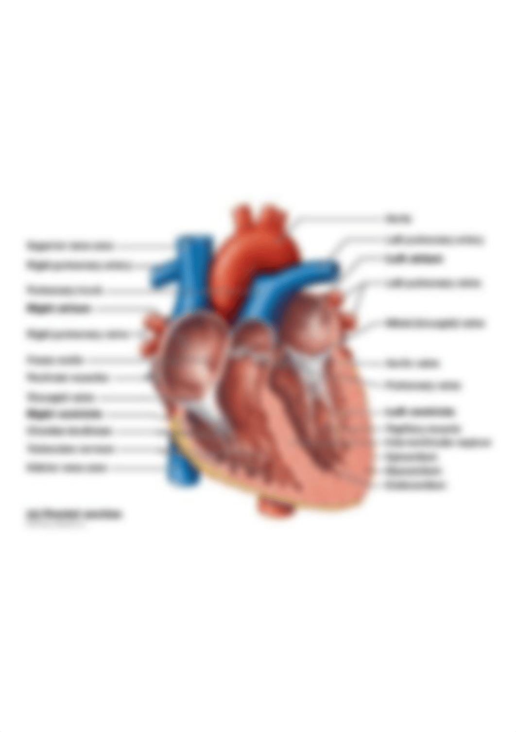 figure_18_05e_labeled (1).jpg_dgwjzgnxhbp_page1